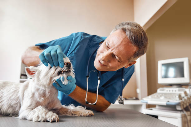 Best Same-Day Emergency Dental Services in Woodland Park, CO